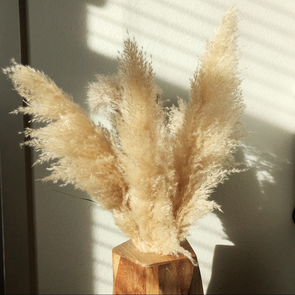 Pampas Grass - Any Interest?? Let me know!!! - Picture 5 of 5